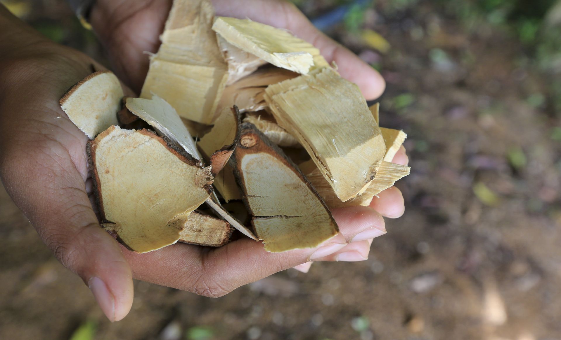 Eurycoma Longjack - properties of Malaysian ginseng